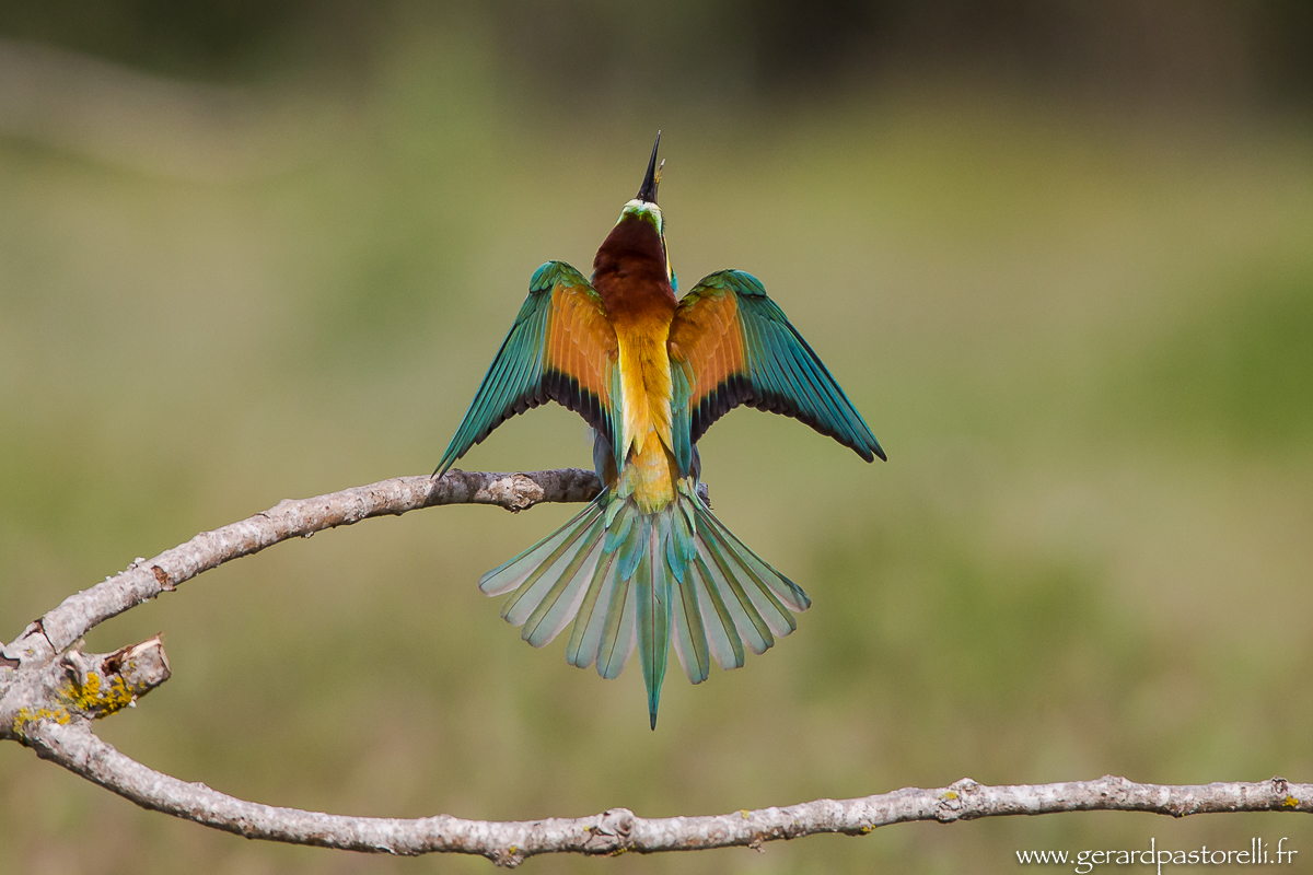 Bee eater 80
